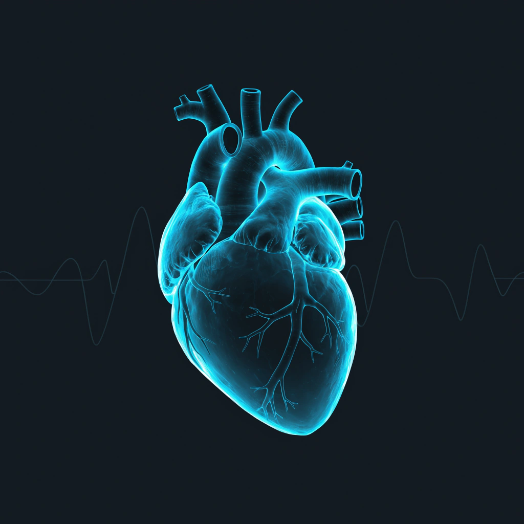 Digital visualization of a human heart representing advanced cardiac imaging services at Midwest Imaging Center, Chicago